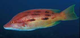 Red Pigfish