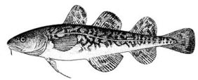 Atlantic tomcod