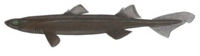 Black dogfish