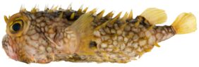 Web burrfish