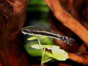 Dwarf Otocinclus