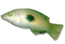 Green wrasse