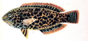 Blackspotted Wrasse