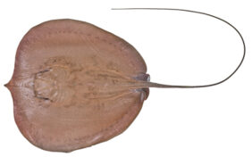 Freshwater whipray