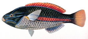 Bluelined Wrasse