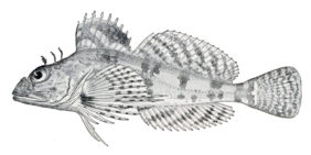Sponge sculpin