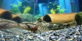 four-gilled perch