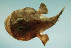 Reticulated goosefish