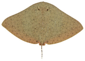 Australian butterfly ray