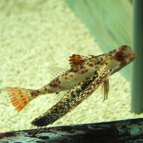 Oriental flying gurnard