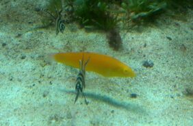 Canary Wrasse