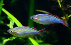 Dwarf rainbowfish