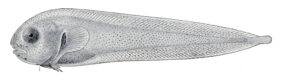 Tadpole snailfish