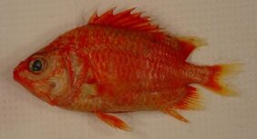 Spinycheek soldierfish