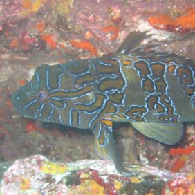 Giant hawkfish