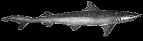 Hooktooth shark