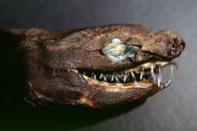 Viper dogfish