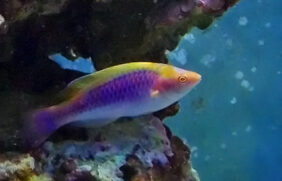 Lubbock's Wrasse