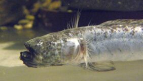 (Odontamblyopus lacepedii) fishing