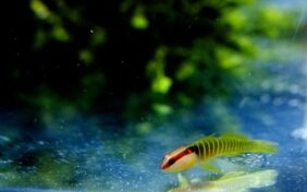Green banded goby
