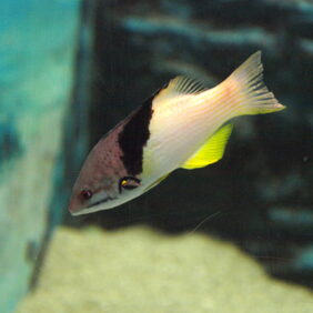 Splitlevel Hogfish