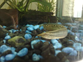 Peacock Eel