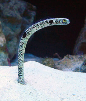 Black spotted garden eel