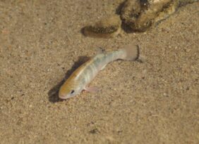 Death Valley pupfish