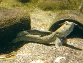 Great blue spotted mudskipper