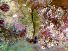 Redspotted hawkfish