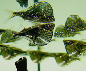Blackwinged hatchetfish