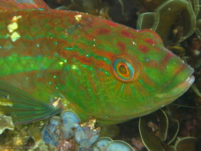 Patrician wrasse