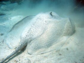 Porcupine ray