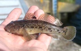 Round goby