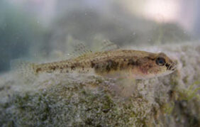 Adriatic dwarf goby