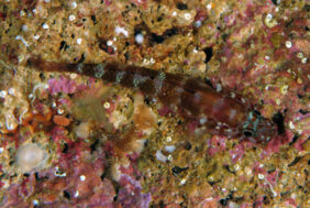 Steinitz's goby