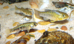 Red River pupfish