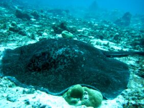 Blotched fantail ray
