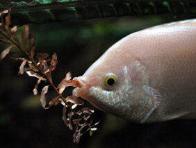 Kissing gourami