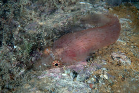 Connemarra clingfish