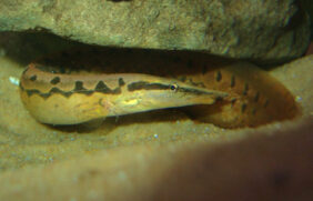 Common spiny eel
