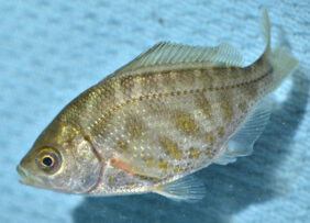 Tule perch