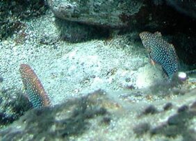 Geoffroy's Wrasse
