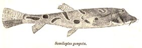 Gongota loach