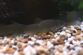 Red-finned loach