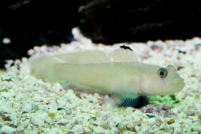 Blackeye goby