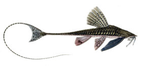 Catfish