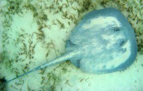 Caribbean whiptail stingray