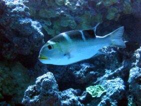 bigeye emperor
