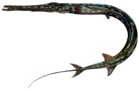 bluespotted cornetfish